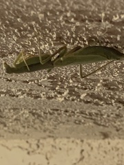 Stagmomantis limbata