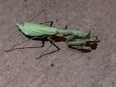 Stagmomantis limbata