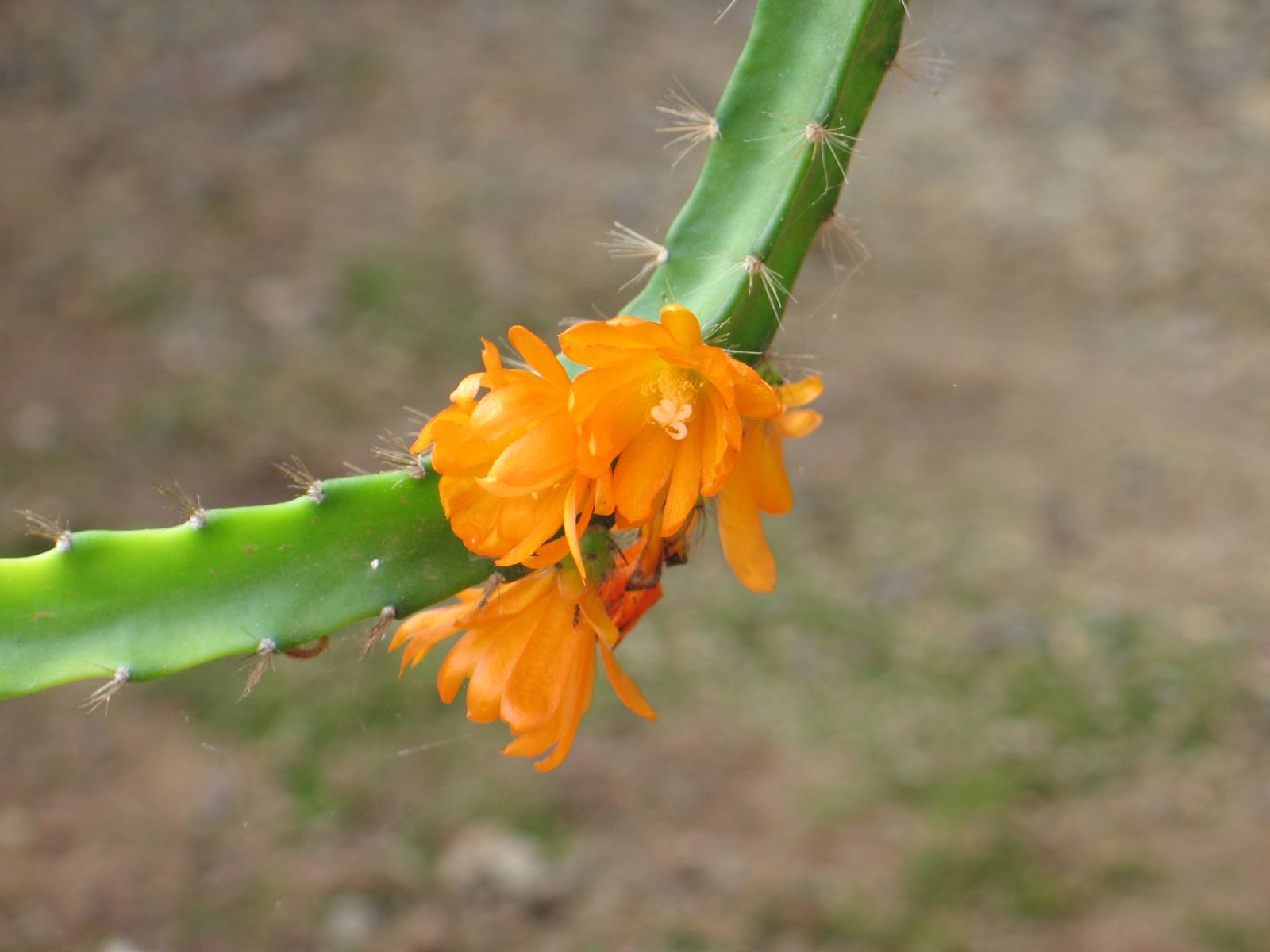 Pfeiffera miyagawae