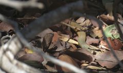 Demansia angusticeps