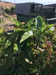 Dendroseris litoralis