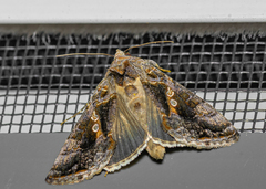 Chrysodeixis includens