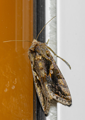 Chrysodeixis includens