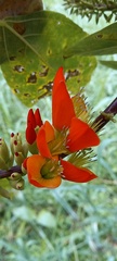 Erythrina edulis