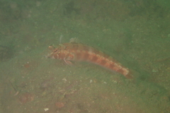 Parapercis maculata