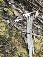 Caladenia gracilis