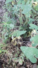 Aristolochia paecilantha