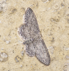 Idaea seriata
