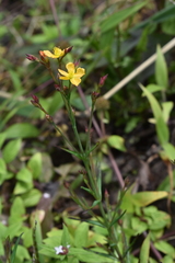 Hypericum thesiifolium