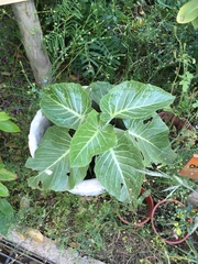 Dendroseris litoralis