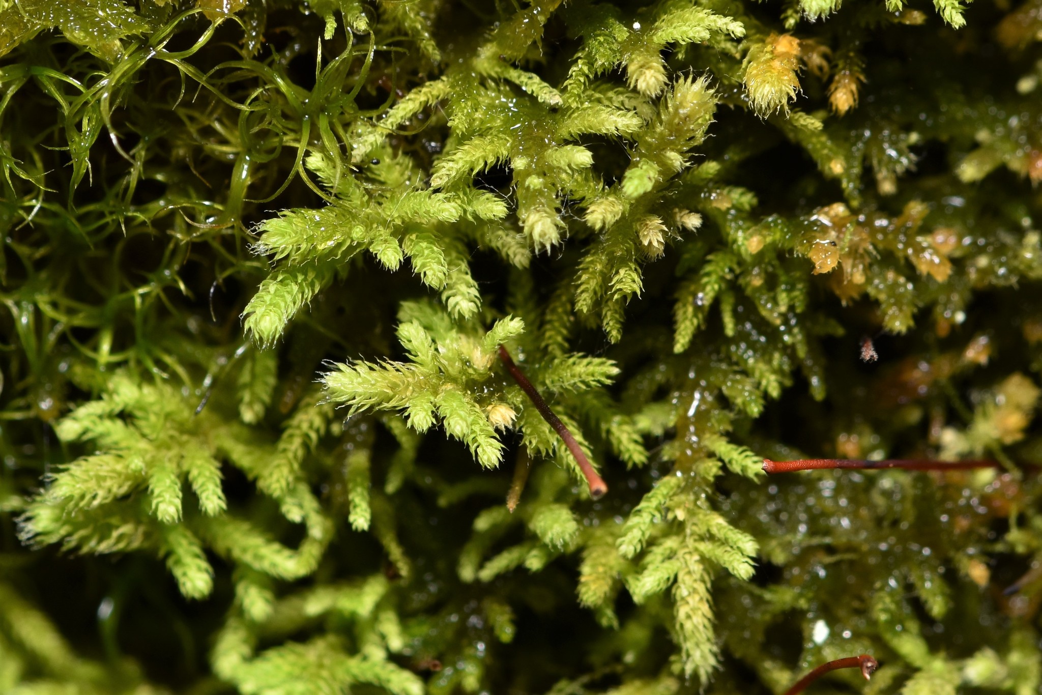 Claopodium bolanderi