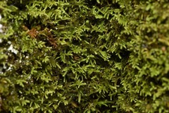 Claopodium bolanderi