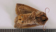Eupsilia tristigmata