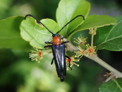 Cyphonotida rostrata texana