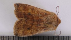 Eupsilia tristigmata