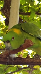 Amazona auropalliata