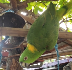 Amazona auropalliata