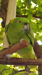 Amazona auropalliata