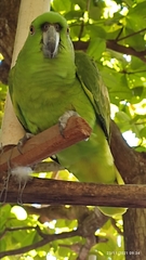 Amazona auropalliata