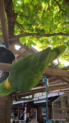 Amazona auropalliata