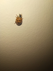 Harmonia axyridis