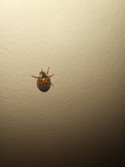 Harmonia axyridis