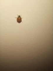 Harmonia axyridis