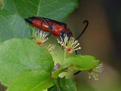Cyphonotida rostrata texana