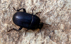 Pedinus quadratus