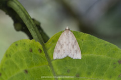 Olulis puncticinctalis