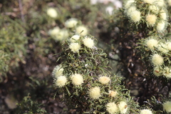 Banksia kippistiana kippistiana