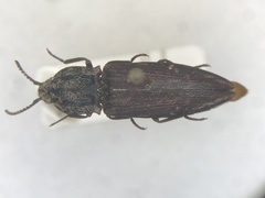Danosoma obtectum