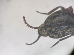 Danosoma obtectum