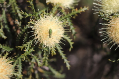 Banksia kippistiana kippistiana