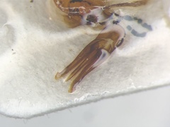 Danosoma obtectum