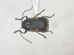 Cryptocephalus quadruplex