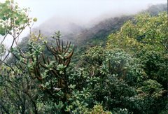 Melicope clusiifolia