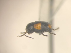 Cryptocephalus quadruplex