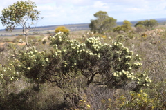 Banksia kippistiana kippistiana