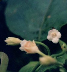 Cyrtandra garnotiana