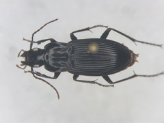 Dicaelus politus