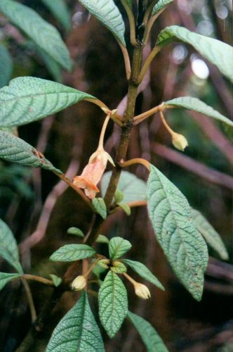 Cyrtandra lessoniana observed 2007-04-28