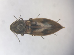 Stropenron hieroglyphica