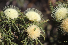 Banksia kippistiana kippistiana