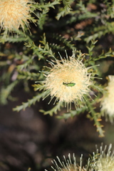 Banksia kippistiana kippistiana