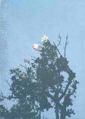 Hibiscus arnottianus