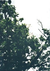 Hibiscus arnottianus