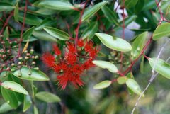 Metrosideros tremuloides