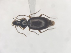 Agonum palustre