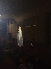 Chrysopidae